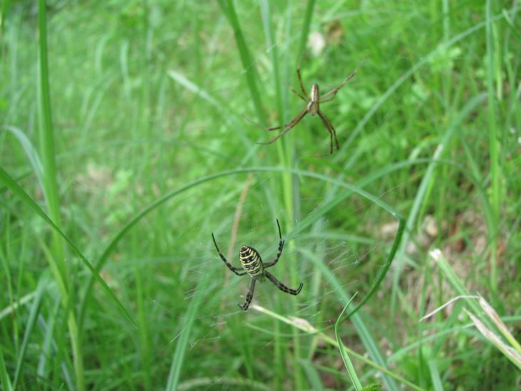 Argiope bruennichi (M+F) - Sostegno (BI)